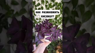 Размножение оксалиса листом  #shorts #комнатныецветы #кислица #размножениерастений #домашниецветы