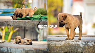 Moody Pop-Up Lightroom Mobile Preset | Puppy Preset | Moody Colour Pop-Up Preset ||