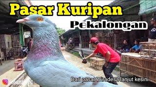 MENCARI MERPATI GIRINGAN DI PASAR WIRADESA & PASAR KURIPAN PEKALONGAN