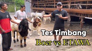 TES TIMBANG KAMBING BOER DAN PE LEBIH PILIH MANA ‼️