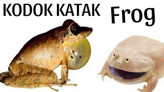 Suara Katak Suara Kodok Sound frog
