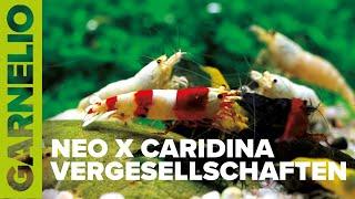 Caridina-Arten im selben Aquarium: Geht das?