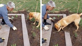 Dog Helps Owner Dig Holes For Plants