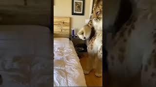 Realistic sabertooth tiger furry outfit scares cat