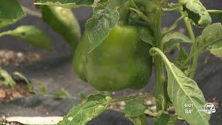 Colorado farmers struggle as statewide infestation of grasshoppers destroys crops