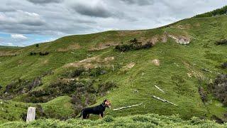 NZ Huntaways Doing Their Job