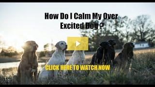 How to Calm an Over Excited Dog