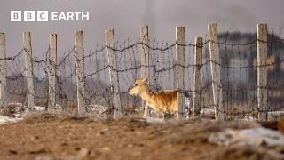 Gazelle Risks Its Life To Cross This Railway | The Making of Asia | BBC Earth