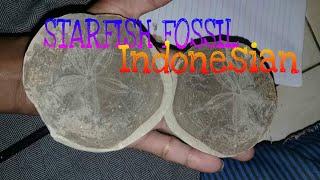 STARFISH FOSSIL FROM JAVA ISLAND INDONESIAN