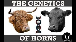 POLLED GENETICS IN CATTLE | TECHNICAL #44