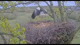 Knepp, UK      A crow disturbed the stork's nest.               2024.04.15.