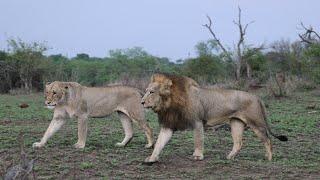 LIONESS INTERACTS with new MALE LIONS!!!