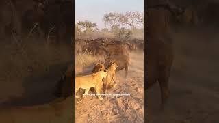 Lions hunting #wildlife #africansafari #africananimal #animals #safaridestination #africanelephant