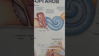 как проверяют слух у новорожденных #здоровье #врач #дети #лор #медицина #уши #слух