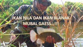 Fish hunter | Paser ikan nila | Satu spot paser ikan yang sedang mubal