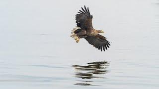 Ein Tag bei den Seeadlern am Stettiner Haff