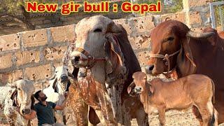 New bull aa gya hai hamari gaushala me or chacha ke ghar ram dhun