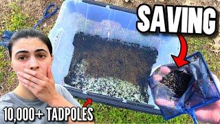 Saving THOUSANDS OF TADPOLES From ABANDONED DRIED UP POND! (SAD)