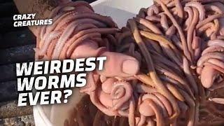 Top 9 Weirdest Worms in the World