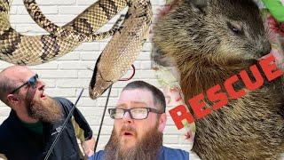 MY FRIEND HOLDS A VENOMOUS SNAKE!! GROUNDHOG RESCUE!!