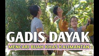 Gadis Dayak Mencari Buah MENTAWA || Buah khas Kalimantan