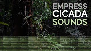 Empress Cicada Sounds - One of the world's loudest insect sounds!