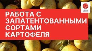 Что такое запатентованные сорта картофеля?