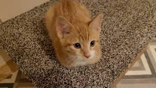 Cat Loafs And Unloafs Whilst Purring