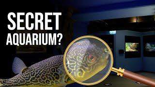 Can Hobbyists Run a SUCCESSFUL Public Aquarium?