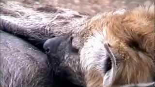 Кормление у животных / Feeding cubs