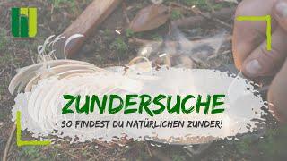 ZUNDER AUS DEM WALD - So findest Du ganz einfach natürlichen Zunder! Alles über Birkenrinde & Co