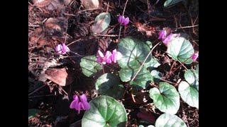 Cyclamen  are winter bloomers in the North Pacific