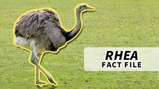 Rhea Facts: NOT an Emu nor an Ostrich | Animal Fact Files