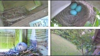 LIVE BIrd Nest Cams in Pennsylvania