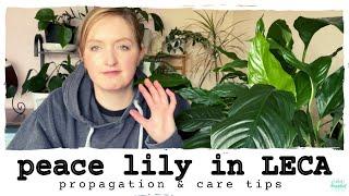 Peace Lily in LECA || Propagation & Care Tips