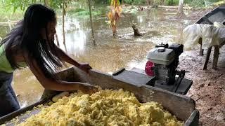 A RIBEIRINHA FAZENDO A VERDADEIRA FARINHA DA AMAZÔNIA.