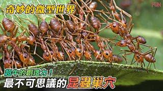 「昆蟲界最奇特的巢穴」超牛的創造力！完全顛覆人們的想象！| 4000年歷史的昆蟲巢穴！| 堅固？奇特？藝術感？還帶點惡心的巢穴？| 除了摩天大樓，還有移動堡壘！