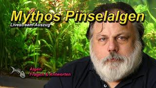 Pinselalgen - Mythos Eisen verursacht Pinselalgen - was ist dran? Stichwort Überfilterung