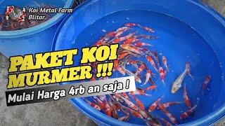 PAKET IKAN KOI MURMER HADIR KEMBALIREVIEW HARGA KOI MURAH POL POLAN