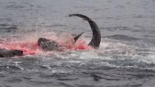 Galapagos shark eating a sea lion