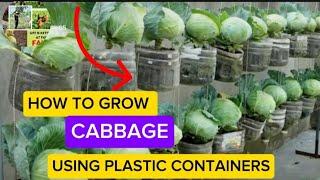 "Urban Gardening Hack: Grow Cabbage in Plastic Bottles at Home!"