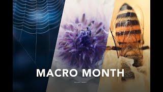 May is Macro month on the Hunters of Light.