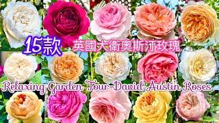 花園裡的15款大衛奧斯汀玫瑰｜Most Beautiful David Austin Roses In My Garden|#イングリッシュローズ#バラ#英國玫瑰#rose