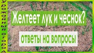 ОТ ЧЕГО ЖЕЛТЕЕТ ЛУК И ЧЕСНОК?!И ЧТО ДЕЛАТЬ?!