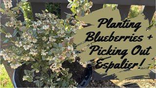 Planting Blueberries 🫐 + Picking Out Espalier!  // Other Random Tasks!