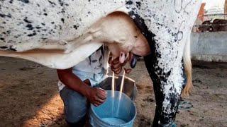 world,s Highly Milking Biggest Udder Girlando Cow Breed 127 Litters Milk a Day | Cow Milking Video