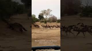 Wild Dogs Almost Catch Civet Cat #shorts #animals #zambia