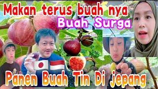 PANEN BUAH TIN DI JEPANG PERTAMA KALI MAKAN NYA GAK MAU BERHENTI