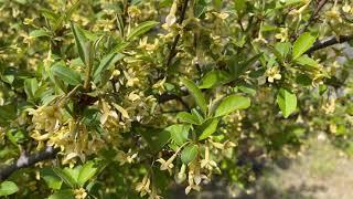 Вишня Гуми \ Лох многоцветковый \ Elaeagnus multiflora