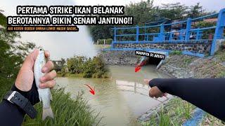 KETAR KETIR JORAN MAU PATAH KARENA POWER IKAN INI!!Mancing ikan melem dan belanak teknik kumbul